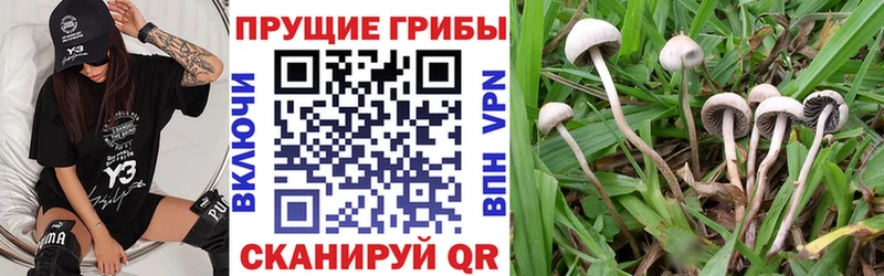 Галлюциногенные грибы MAGIC MUSHROOMS  наркотики  Белоярский 